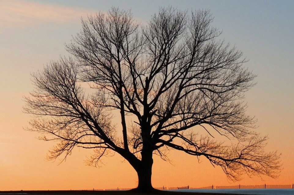 Tree in Sunset