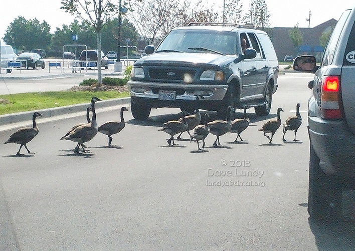 Delay due to ducks crossing the street
